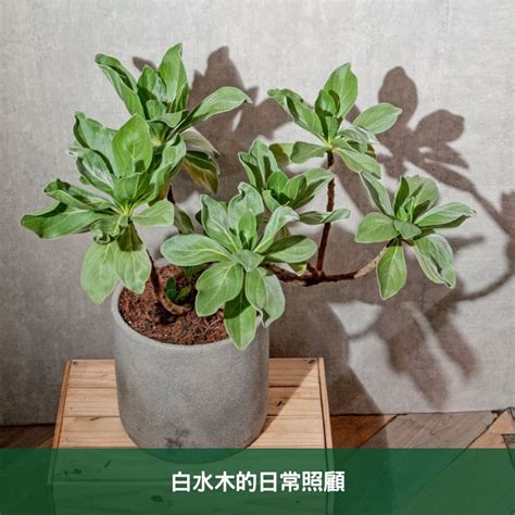 白水木照顧|白水木養護指南：輕鬆種植白水木的技巧 